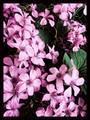 IFlowers