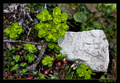 Flora s Vransk&hellip;