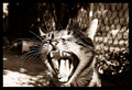 golden mayer p&hellip;