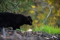 another black &hellip;