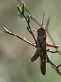 ime mi je gric&hellip;