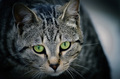 Tiggy - Pretty&hellip;