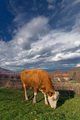 Atom Heart Mot&hellip;