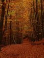 Papuk_sumski p&hellip;