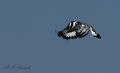 Pied Kingfishe&hellip;