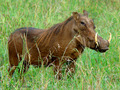 Warthog (Brada&hellip;