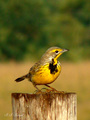 Yellow-throate&hellip;
