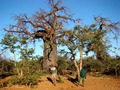 Baobab & .&hellip;