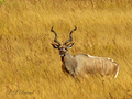 kudu ... u sav&hellip;