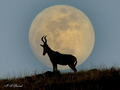 The full moon &hellip;