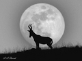 BW - moon hart&hellip;