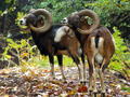 mufloni - pogl&hellip;