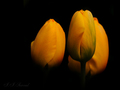 tulipani ... n&hellip;
