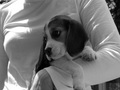 pocket dog