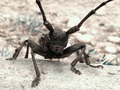 alien iz dvori&hellip;