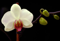 white pink gre&hellip;