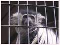 sad monkey life