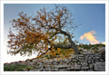 hrast u kamenj&hellip;