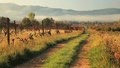 jesen u vinogr&hellip;