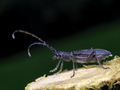 Oklopni sa ant&hellip;