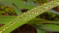 Rosna dijagona&hellip;