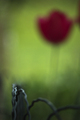 In the garden.&hellip;