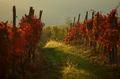 Jesen u vinogr&hellip;