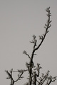 Zima 5246