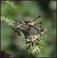 Polysarcus den&hellip;