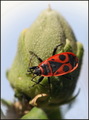 Pyrrhocoris ap&hellip;