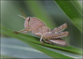 Anacridium aeg&hellip;