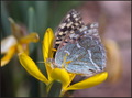 Argynnis pando&hellip;