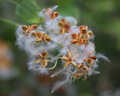 Clematis Merag&hellip;