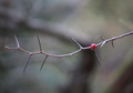 Crataegus coll&hellip;