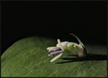 Ruscus microgl&hellip;