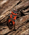 Lygaeus equest&hellip;