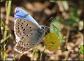 Papilio bellar&hellip;