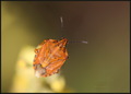 Carpocoris pud&hellip;