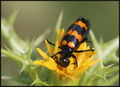 Mylabris varia&hellip;