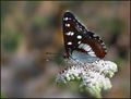 Plavi admiral &hellip;