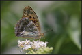 Srebnopisana s&hellip;