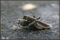 Anacridium aeg&hellip;