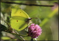 Gonepteryx rha&hellip;