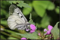 Parnassius mne&hellip;