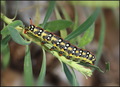 Spurge hawk-mo&hellip;