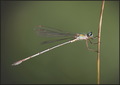 Chalcolestes v&hellip;