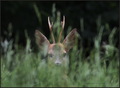 Studena 7342 P&hellip;