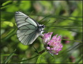 Aporia crataeg&hellip;