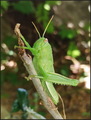 Anacridium aeg&hellip;