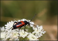 Stictoleptura &hellip;